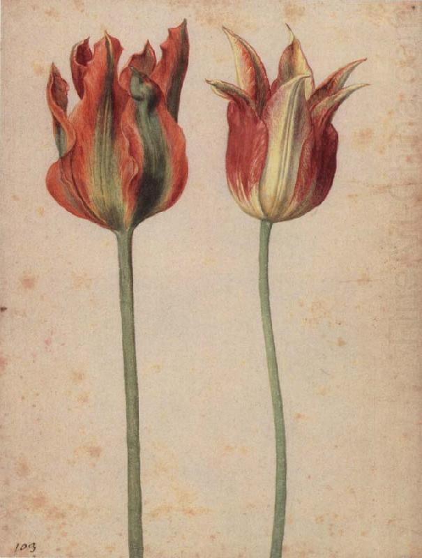 Georg Flegel Two Tulips china oil painting image